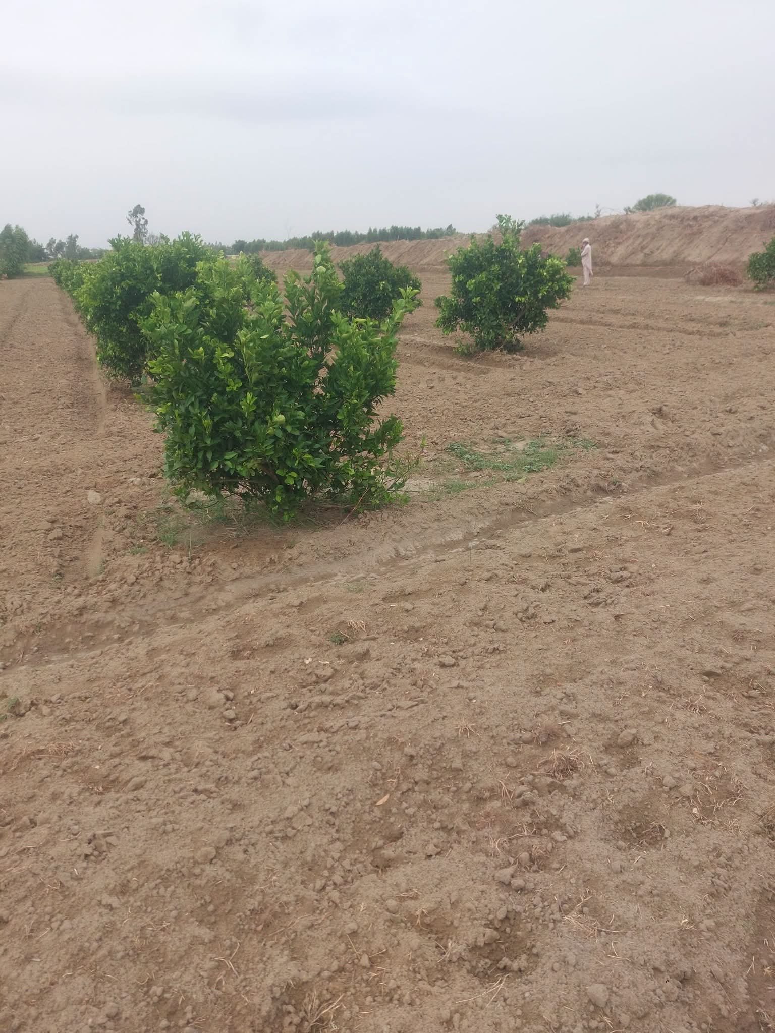 10 acer agriculture land for sale in khusab punjab