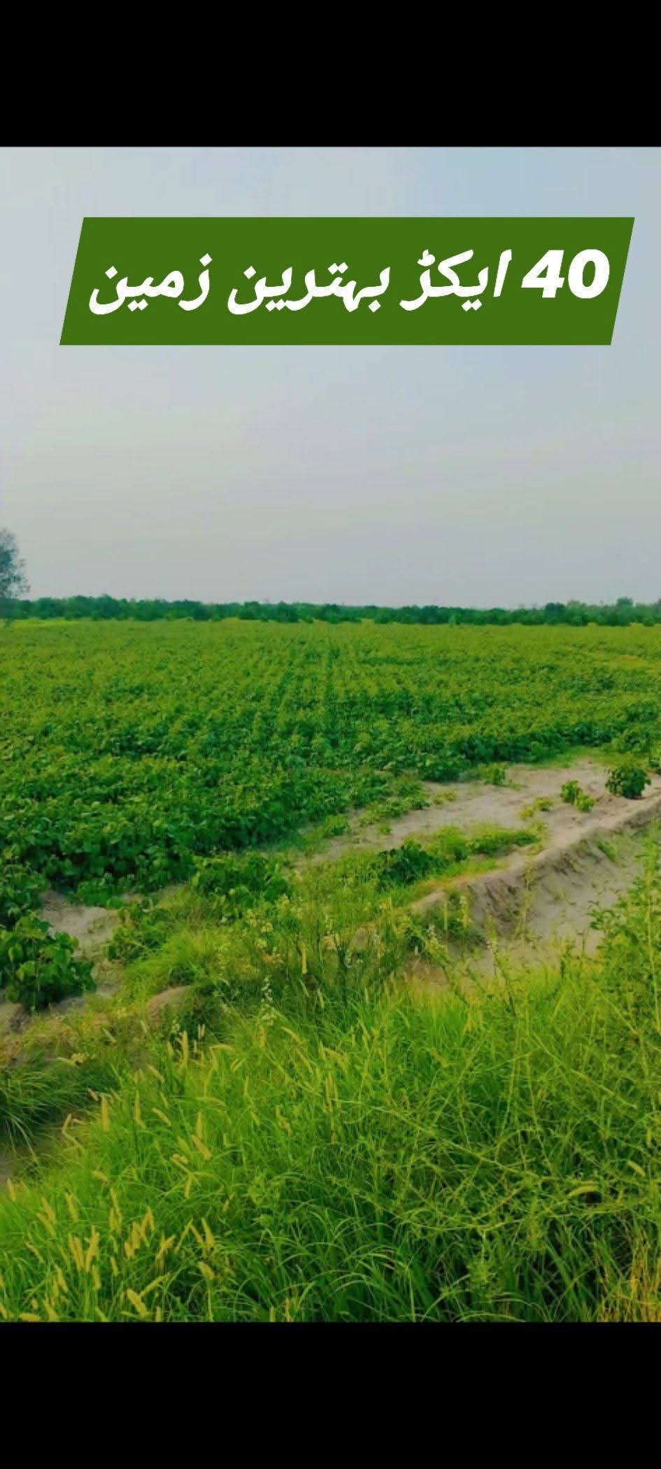 40 acer agriculture land for sale in bhakkar