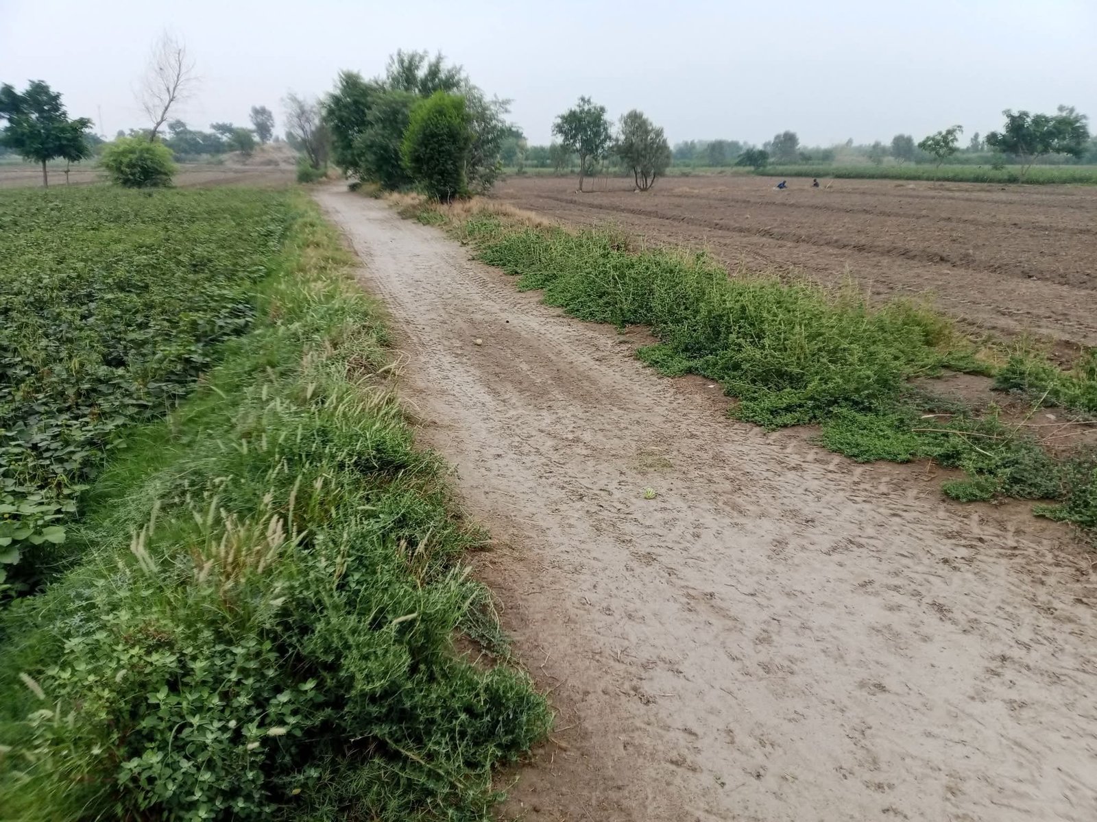 2acer agriculture land for sale in layyah