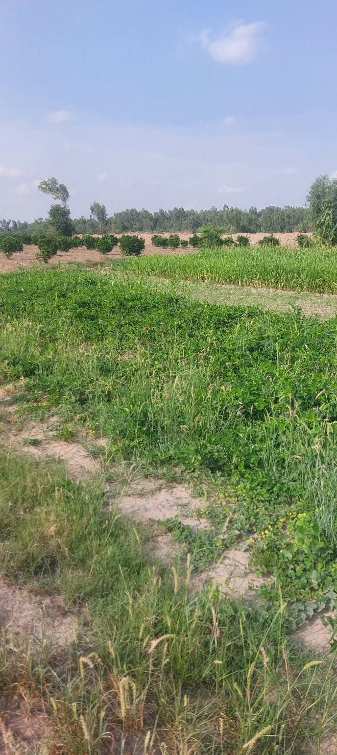 10 acers agriculture land for sale in khushab