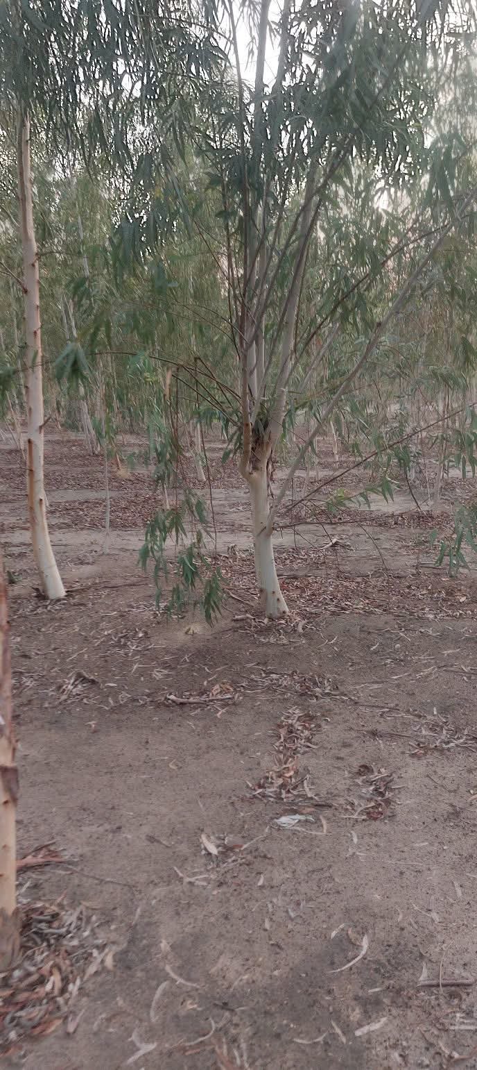 4 acer agriculture land for sale in noorpur thal khusab